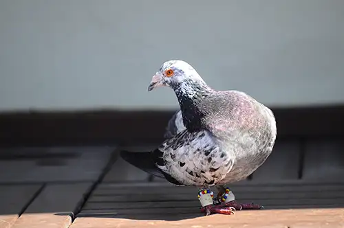 pigeon image dataset (23)