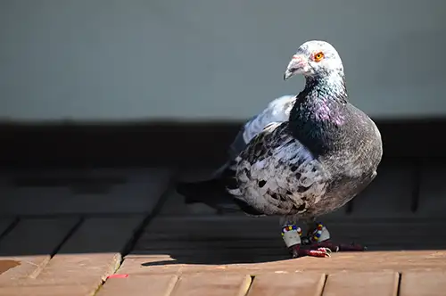 pigeon image dataset (24)