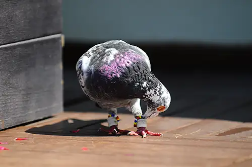 pigeon image dataset (28)