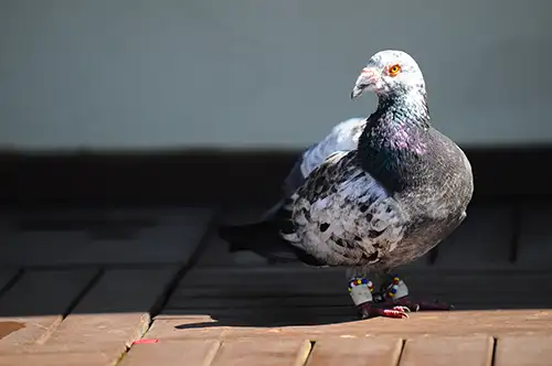 pigeon image dataset (3)