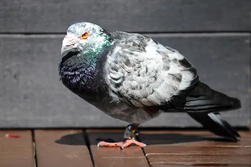 pigeon image dataset (32)
