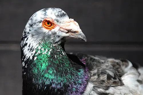 pigeon image dataset (33)