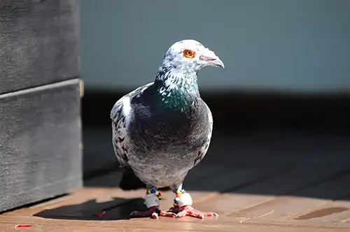 pigeon image dataset (4)