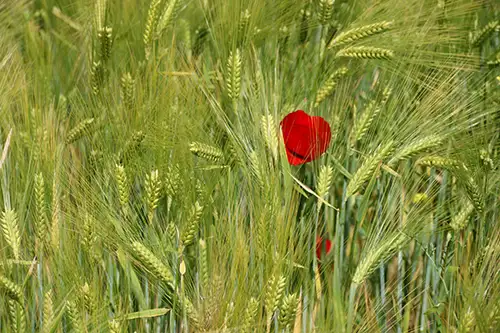 poppy flower papaveraceae visual assets (13)