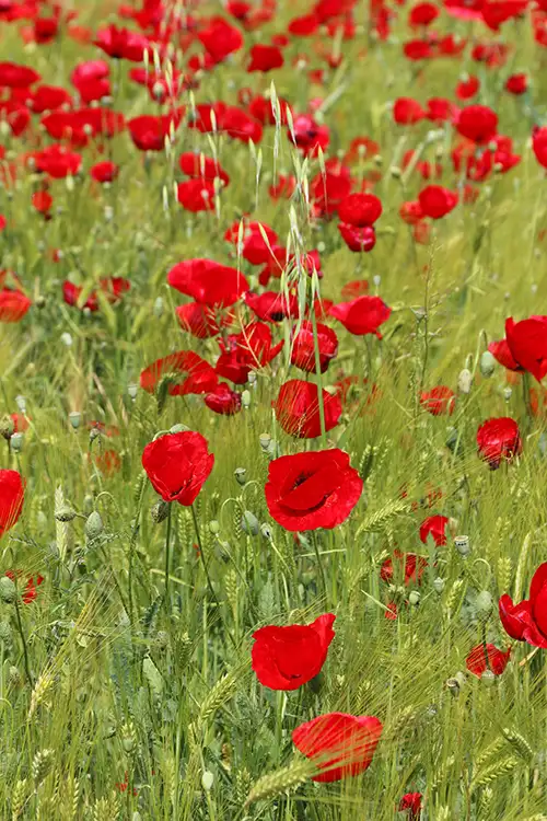 poppy flower papaveraceae visual assets (19)