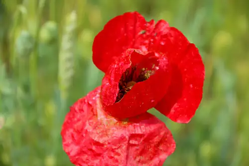 poppy flower papaveraceae visual assets (23)