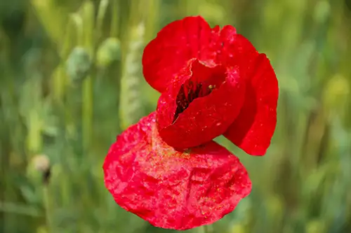 poppy flower papaveraceae visual assets (24)