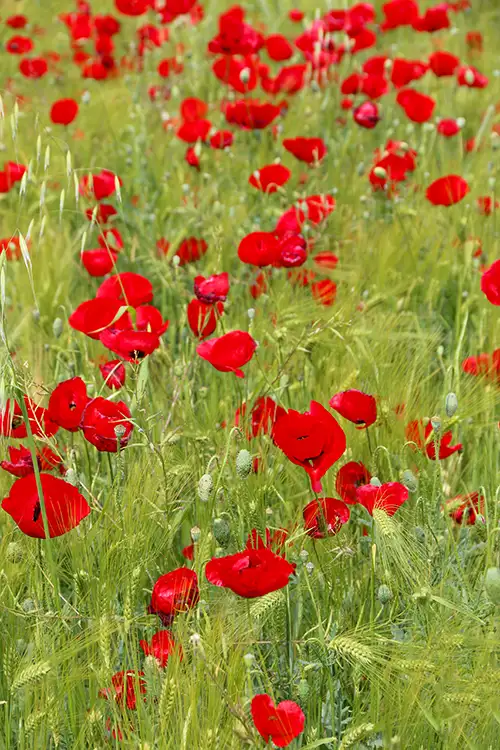 poppy flower papaveraceae visual assets (33)