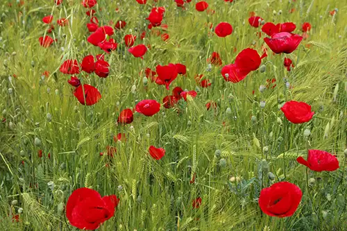 poppy flower papaveraceae visual assets (35)