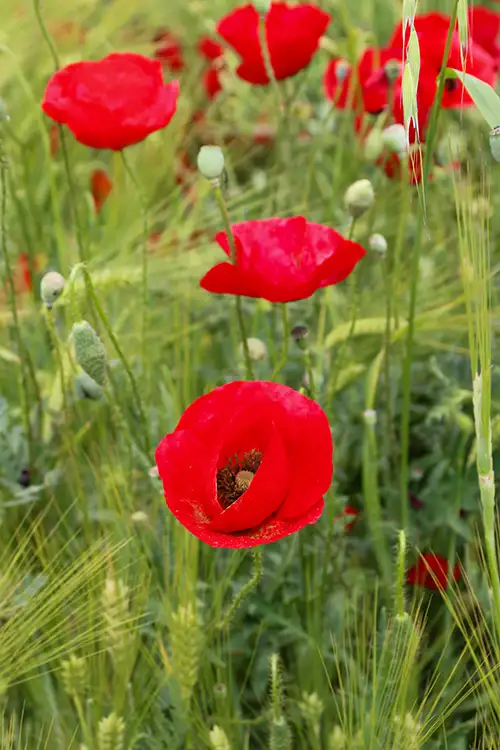 poppy flower papaveraceae visual assets (36)