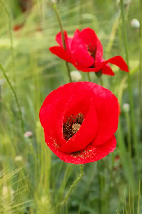 poppy flower papaveraceae visual assets (38)