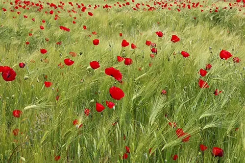 poppy flower papaveraceae visual assets (39)
