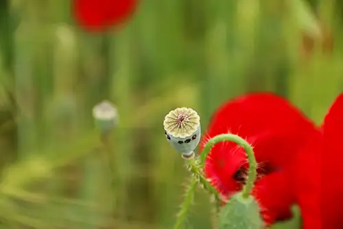 poppy flower papaveraceae visual assets (46)