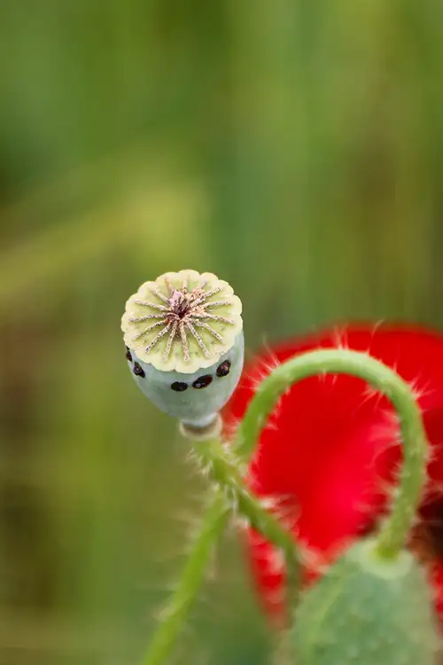 poppy flower papaveraceae visual assets (47)
