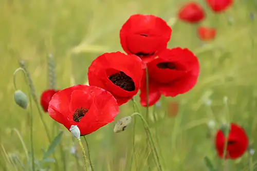 poppy flower papaveraceae visual assets (48)