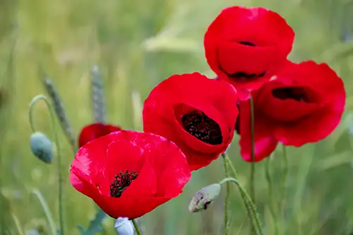 poppy flower papaveraceae visual assets (49)
