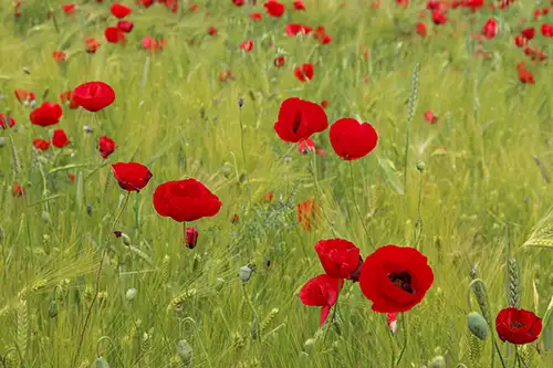 poppy flower papaveraceae visual assets (50)