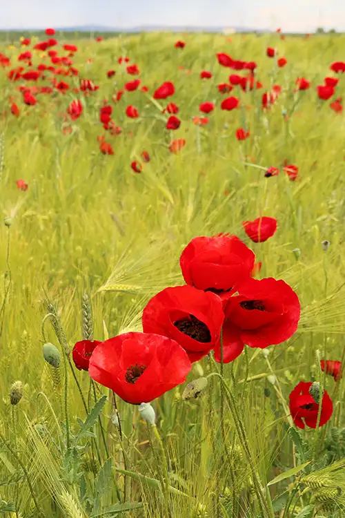 poppy flower papaveraceae visual assets (51)
