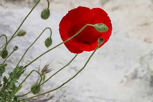 poppy flower papaveraceae visual assets (54)