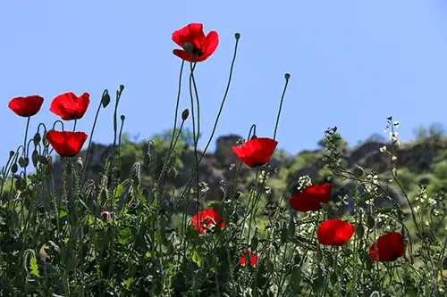 poppy flower papaveraceae visual assets (59)