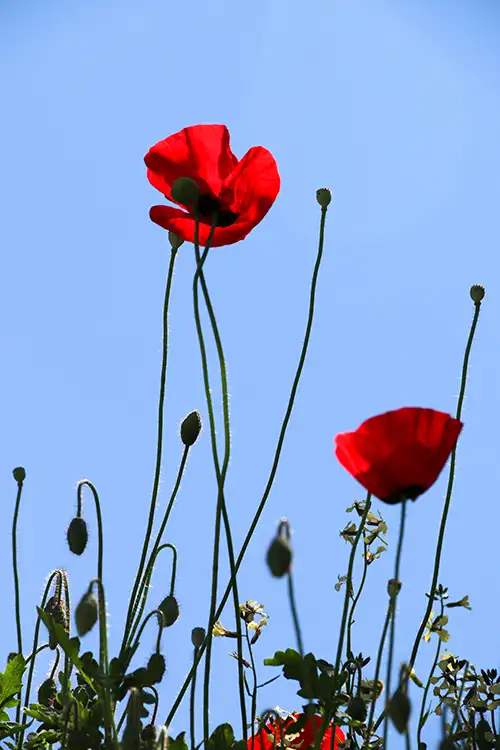 poppy flower papaveraceae visual assets (60)