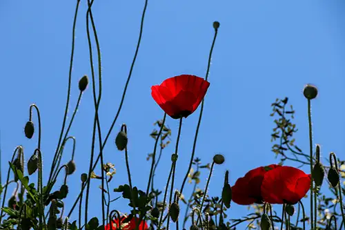 poppy flower papaveraceae visual assets (61)