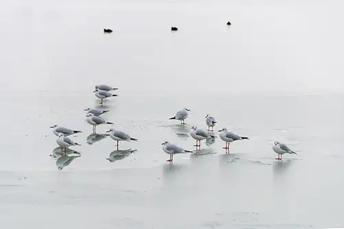 seagulls on frozen lake surface (31)
