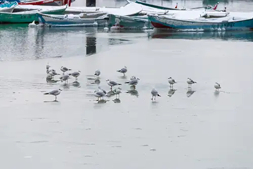 seagulls on frozen lake surface (37)