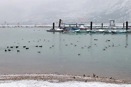 seagulls on frozen lake surface (38)