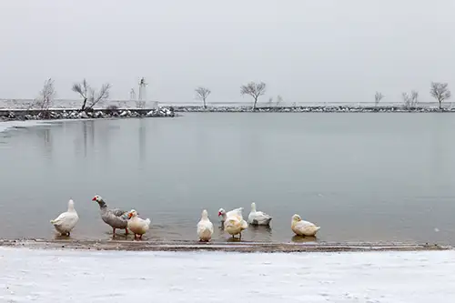 snowy shoreline frozen lakefront & winter boats collection (130)
