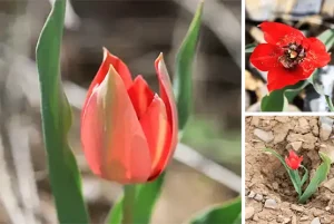 tulipa sintenesii image dataset1
