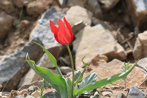 tulipa sintenesii visual image data (22)