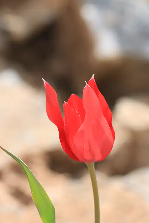tulipa sintenesii visual image data (25)