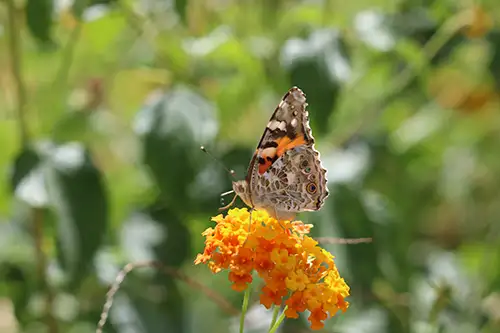 vanessa cardui butterfly (14)