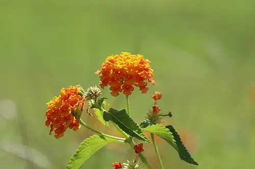 vanessa cardui butterfly (15)