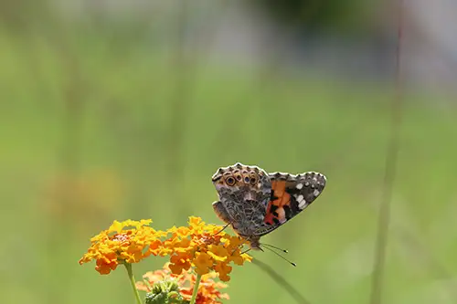 vanessa cardui butterfly (18)
