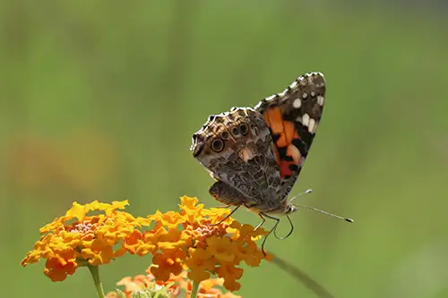 vanessa cardui butterfly (19)
