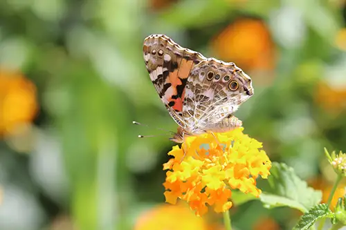 vanessa cardui butterfly (27)