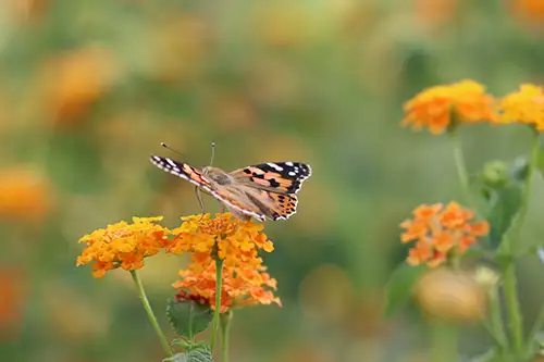 vanessa cardui butterfly (41)