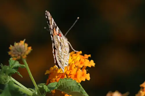vanessa cardui butterfly (49)
