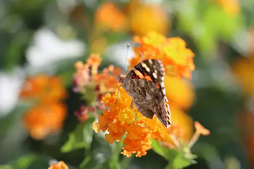vanessa cardui butterfly (54)