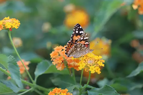 vanessa cardui butterfly (55)