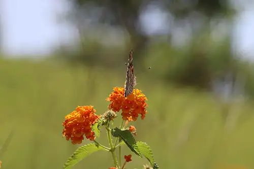 vanessa cardui butterfly (56)