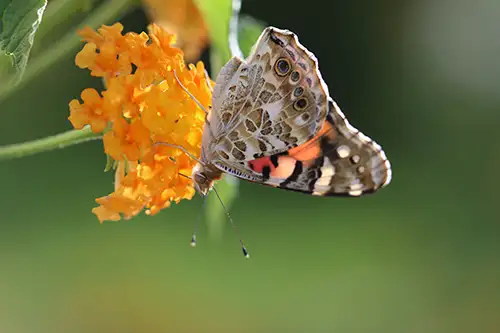 vanessa cardui butterfly (62)