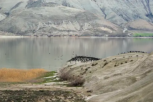 çayırhan (176)
