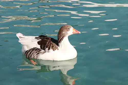 ducks image assets cover (1)