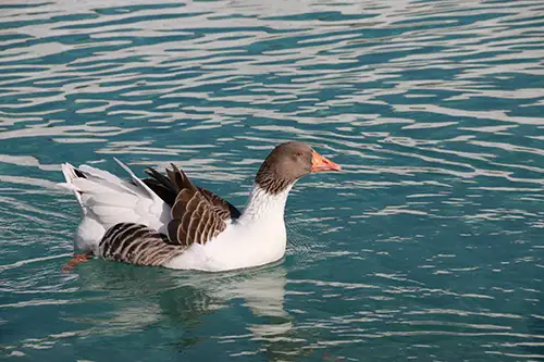 ducks image assets cover (12)