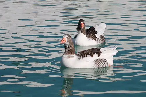 ducks image assets cover (15)