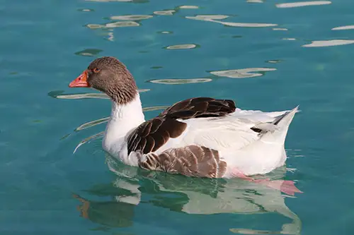 ducks image assets cover (2)