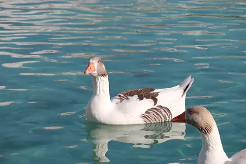 ducks image assets cover (3)